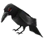 Creeping Crow