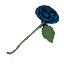 Jack's Blue Rose